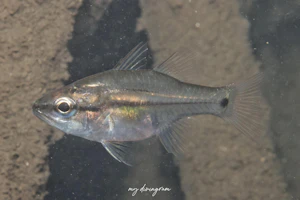 アマミイシモチ