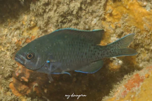 ブラックスミス