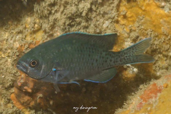 ブラックスミス