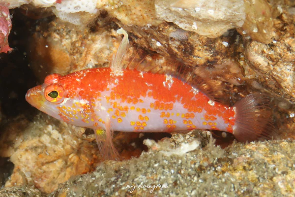 イズハナダイ属の1種