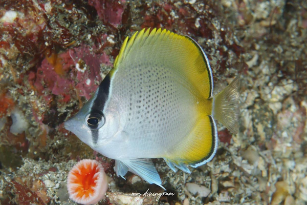 コクテンカタギ