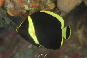 キヘリキンチャクダイ