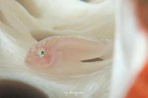 カドモリアワセイソハゼ