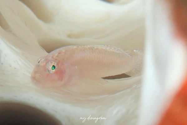カドモリアワセイソハゼ