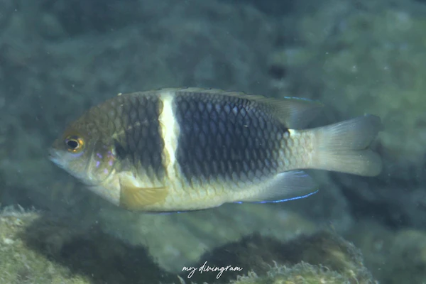 スジブチスズメダイ