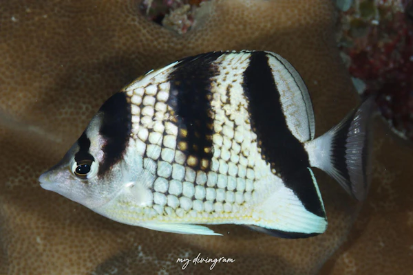 カガミチョウチョウウオ