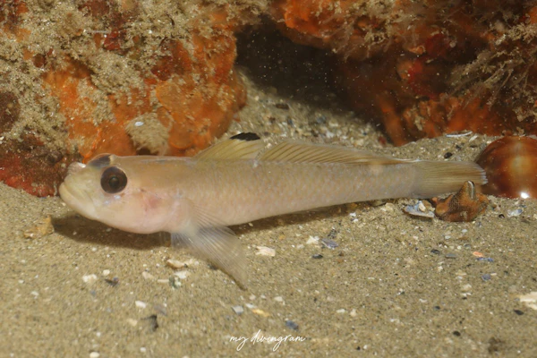 ブラックアイゴビー