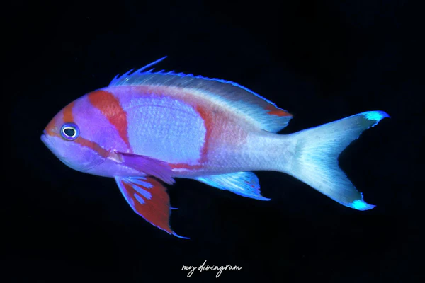 スミレナガハナダイ