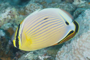 ミスジチョウチョウウオ