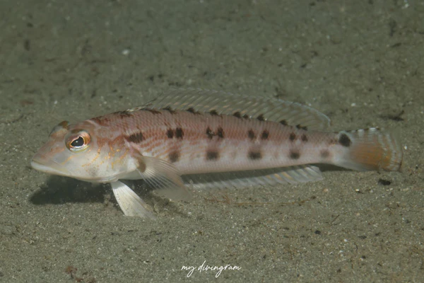 クラカケトラギス