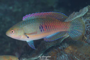 クロヘリイトヒキベラ