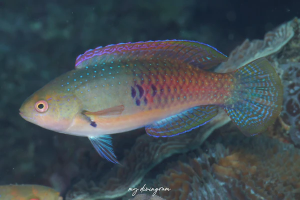 クロヘリイトヒキベラ