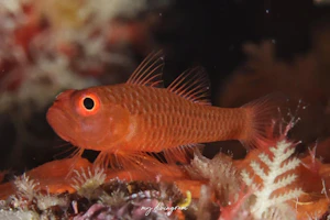 ウロコベニハゼ