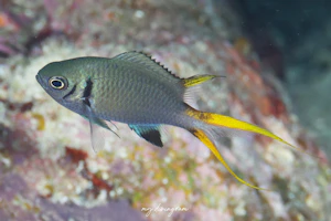 モンスズメダイ