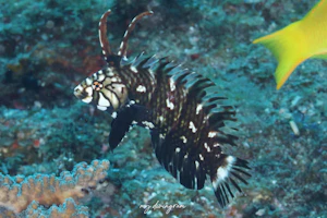 オビテンスモドキ