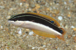 ブラックストライプコリス