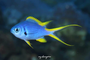 カンザシスズメダイ