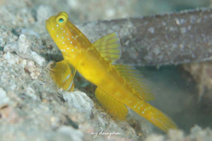 フタホシタカノハハゼ