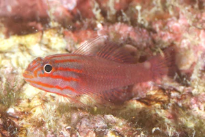 レッドラインドピグミーゴビー