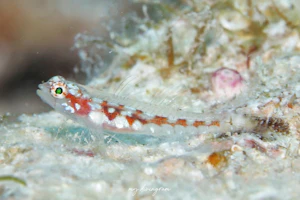 シズクイソハゼ