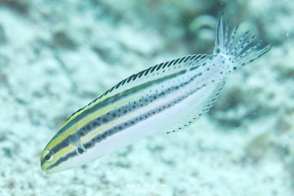 ヒゲニジギンポ