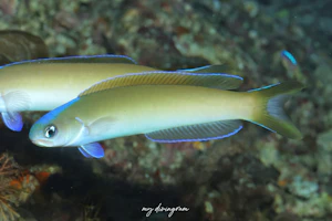 オキナワサンゴアマダイ