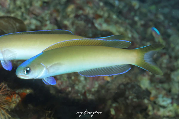 オキナワサンゴアマダイ