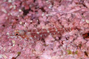 カスリヘビギンポ