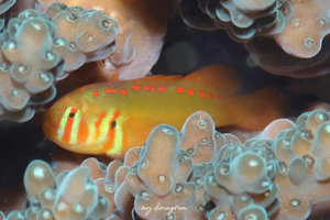 セアカコバンハゼ