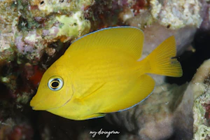 キンリンサザナミハギ