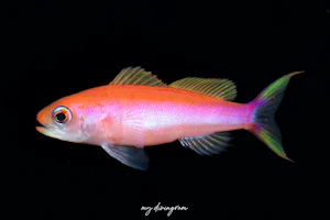 ミナミハナダイ属の1種