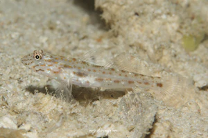 ホホスジシノビハゼ