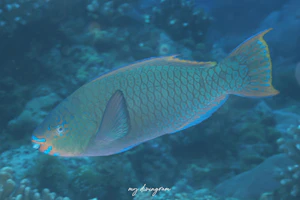 イトヒキブダイ