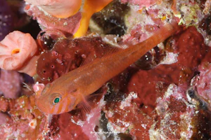 ニンギョウベニハゼ