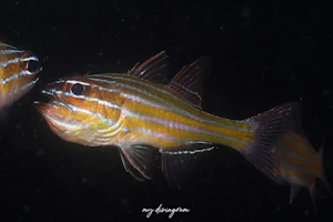 キンセンイシモチ