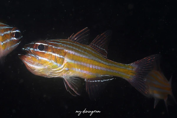 キンセンイシモチ