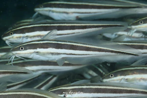 ミナミゴンズイ