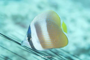 ミゾレチョウチョウウオ