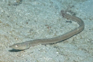 ダイナンウミヘビ