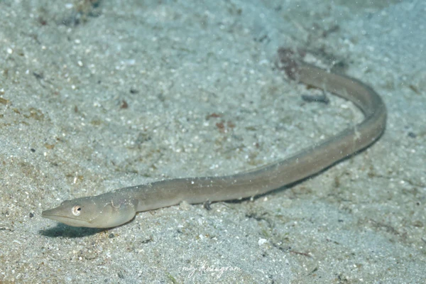 ダイナンウミヘビ