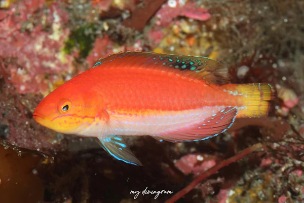 クレナイイトヒキベラ