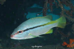 ヨコスジフエダイ