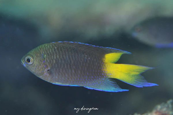 スミレスズメダイ