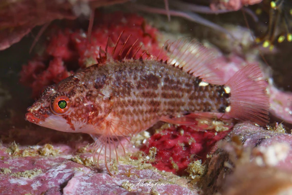 ムラモミジハナダイ