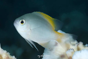 アサドスズメダイ