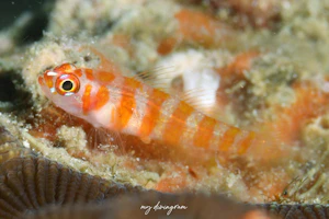 キャンディケインピグミーゴビー