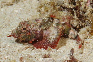 コガタオニカサゴ