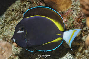 メガネクロハギ