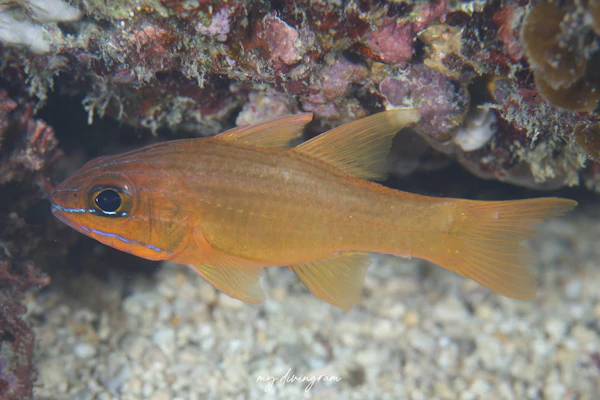 ヤクシマダテイシモチ