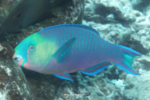 シロオビブダイ